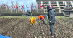 gardeners planting garlic