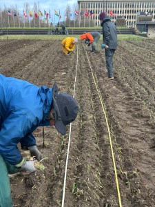 gardeners planting garlic